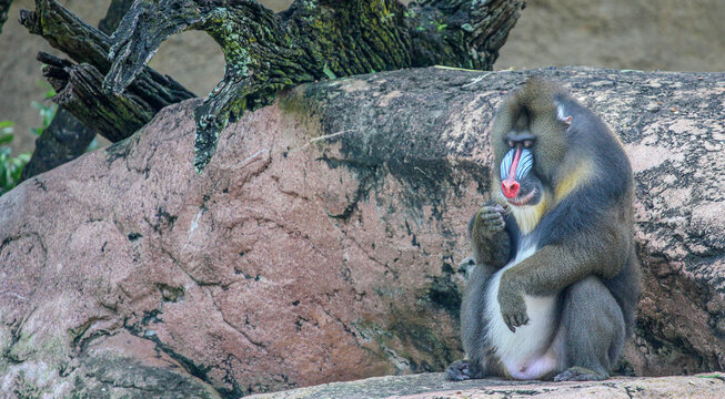 Mandrill sitting on a rock 