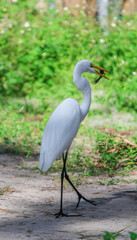 Egret in the Swamp 