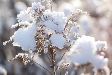 faded branch of goldenrod in the snow in a winter frosty sunny field