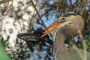 Great blue heron eating a fish 