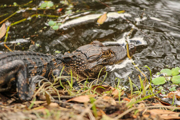 Young alligator entering the water of a lake 