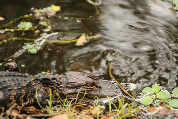 Alligator going into the water 