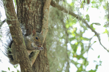 Squirrel eating an Acorn 