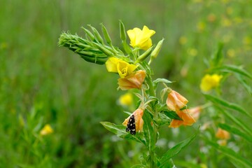 Flowers of Oenothera biennis (common evening-primrose, evening star) and butterfly Amata phegea sitting on flower. It is medicinal plant and is edible.