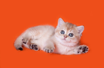 
Scottish straight kitten playing on a bright solid background