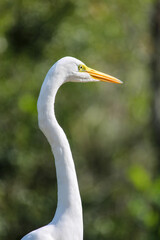 great white egret