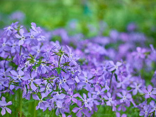 Blooming phlox in the summer garden.