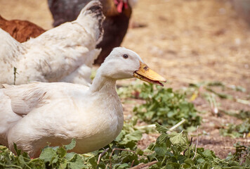 Free range chickens and duck on a farm.