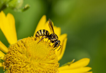 Native bee Stelis laticincta on a yellow Helenium wildflower 