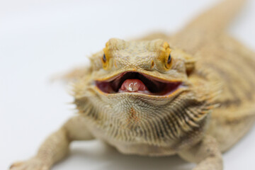 Bearded Dragon making a funny face 