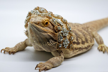 A Bearded Dragon with a fancy Sparkly hat 