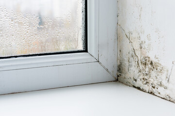 Mold in the corner of the plastic windows - obrazy, fototapety, plakaty