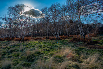 The wood of white birches at Caldara of Manziana, Rome