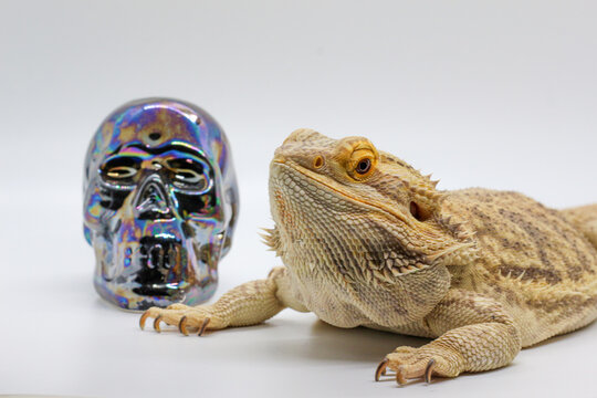 Bearded Dragon lizard with a skull 