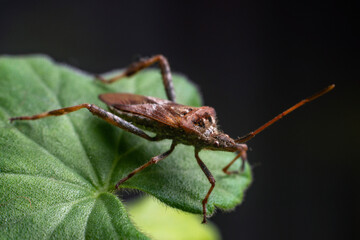 Western Conifer Seed Bug Leptoglossus occidentalis on a green leaf