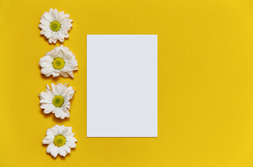 Greeting card mockup with daisies. Yellow trendy background with chamomile. Minimalism concept. Floral backdrop. Top view.