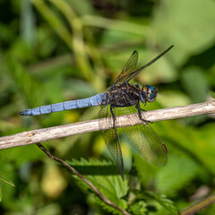 Kleiner Blaupfeil.Orthetrum coerulescens.(Fabricius, 1798)
