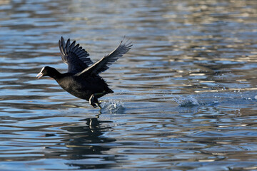 take off of a coot on a pond