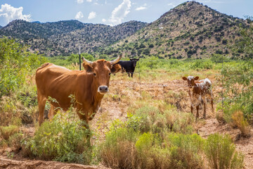 Three Cows Various Sizes and Colors Stand in Desert Landscape