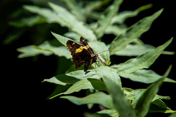 Butterfly Close Up on Green Leaves with Black Background Vibrant Color