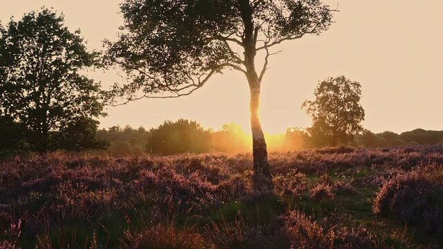 Sun shines behind a birch tree at the Purple colored Heath near the city of Ermelo at sunset at fall, NLD. Pan right.