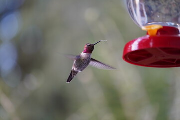 ハチドリ  ハミングバード  野生　野鳥　バードフィーディング
