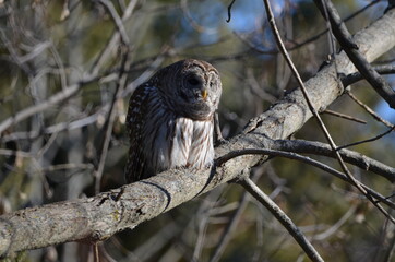 Barred Owl perched in a tree looking around