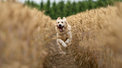 Fototapeta premium golden retriever running