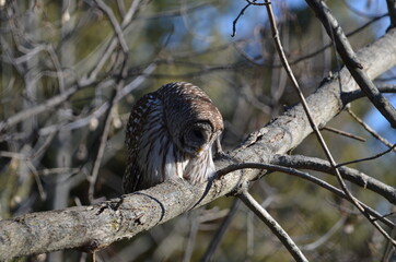 Barred Owl perched in a tree in the forest watching a squirrel on the forest floor