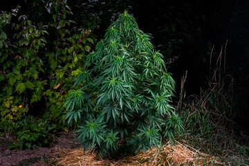 cannabis marijuana bush