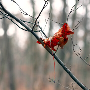 The last dry autumn leaf clung to a bare branch, hoping to stop the changing of the seasons