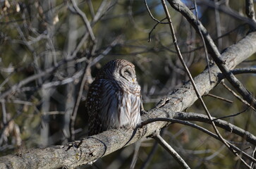 Barred Owl perched in a tree in forest enjoying the warmth of the sun