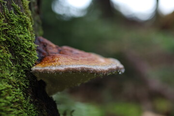 Baumpilz mit Regentropfen