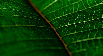 Green leaf at an angle at close range, selective focus