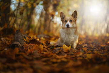 Naklejka na ściany i meble The Welsh Corgi Pembroke dog is lying in the leaves in a beautiful autumn scenery