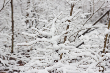 Fresh Coat of Snow on Trees 