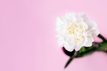 Fototapeta na wymiar White carnation flower on a pink background, minimalism, copy space