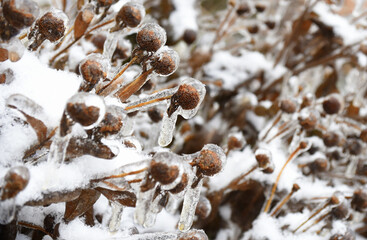 Frosted remnants of flowers with snow and ice. Russian winter.