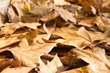 autumn leaves at the forest