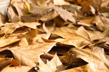 autumn leaves at the forest