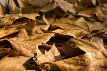autumn leaves at the forest