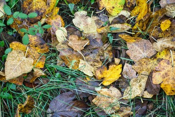 autumn leaves at the forest