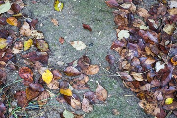 autumn leaves at the forest