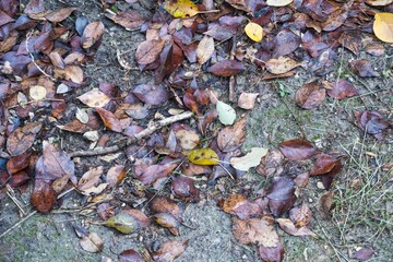 autumn leaves at the forest