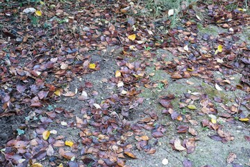 autumn leaves at the forest