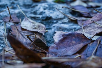 autumn leaves at the forest