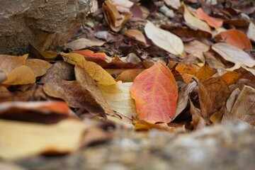 autumn leaves at the forest
