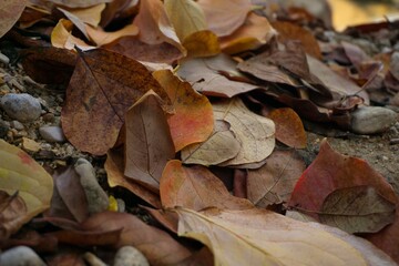 autumn leaves at the forest