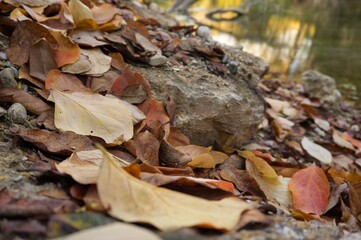 autumn leaves at the forest
