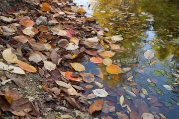 autumn leaves at the forest